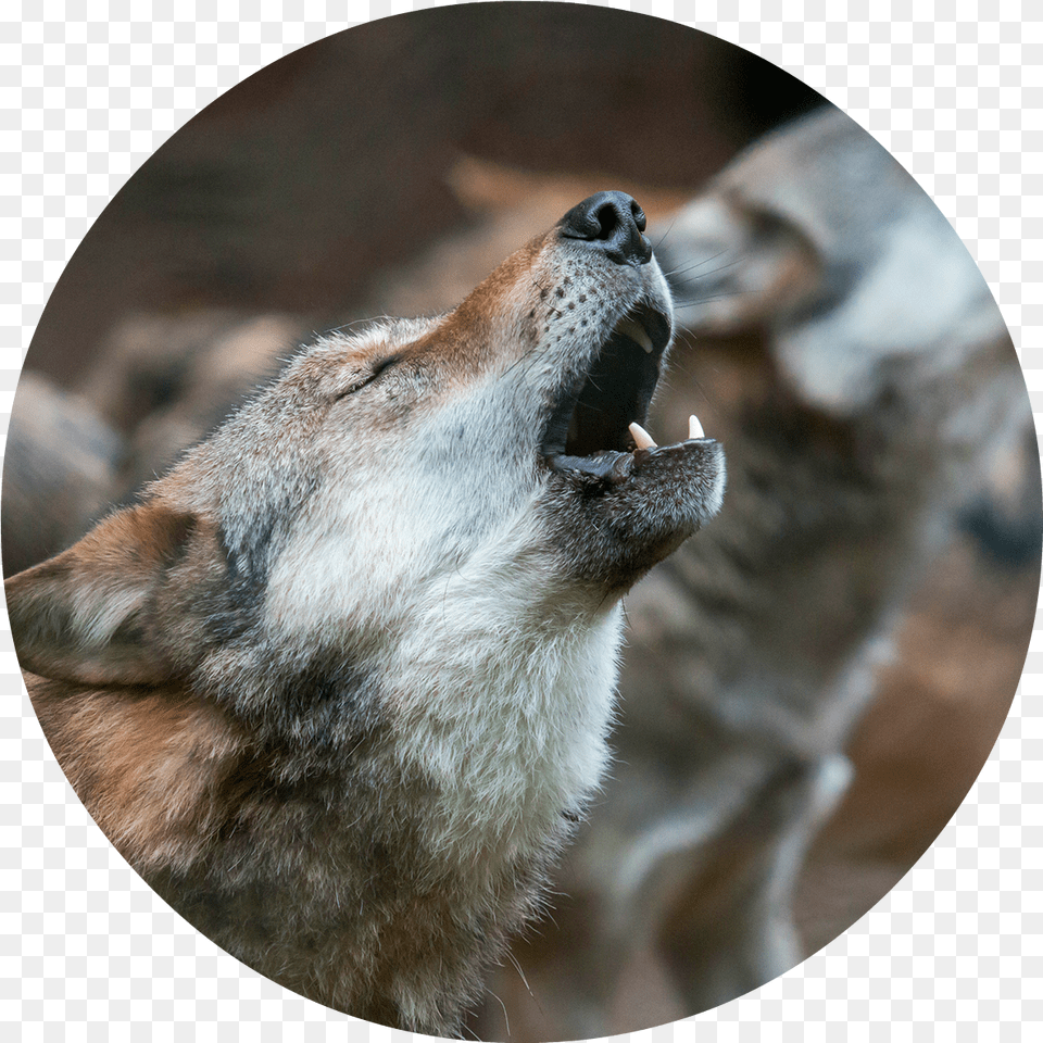 Wolf Howling, Animal, Canine, Dog, Mammal Free Png
