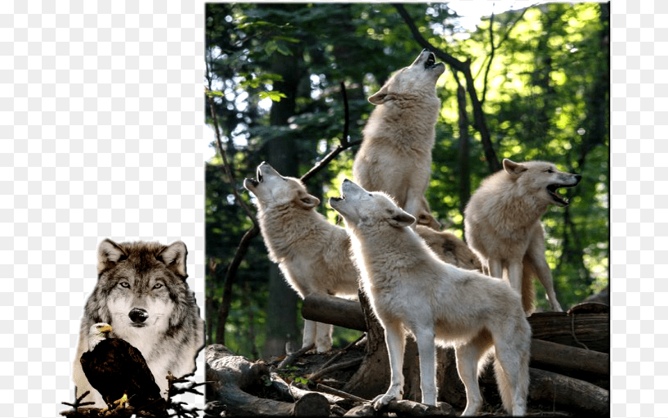 Wolf Howling Clipart Wolf, Animal, Mammal, Bird, Canine Png