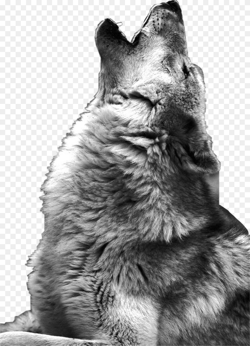 Wolf Howling Photography Download Howling Wolf, Animal, Bear, Mammal, Wildlife Free Transparent Png