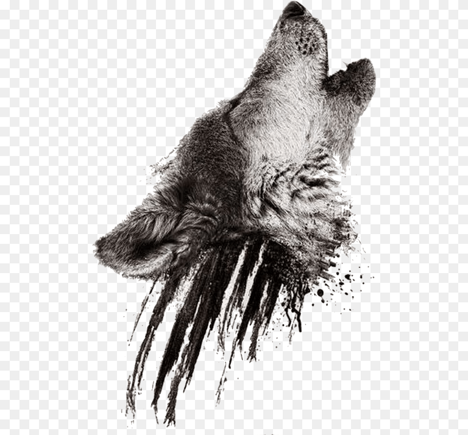 Wolf Howling Transparent Background, Animal, Bear, Mammal, Wildlife Png Image