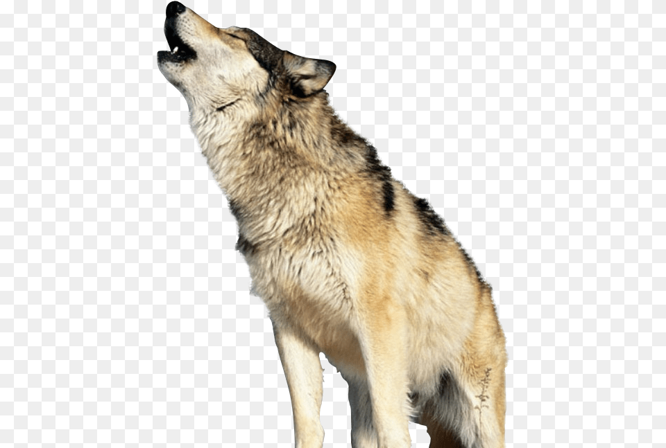 Wolf Howling Transparent Background, Animal, Mammal, Canine, Red Wolf Free Png Download