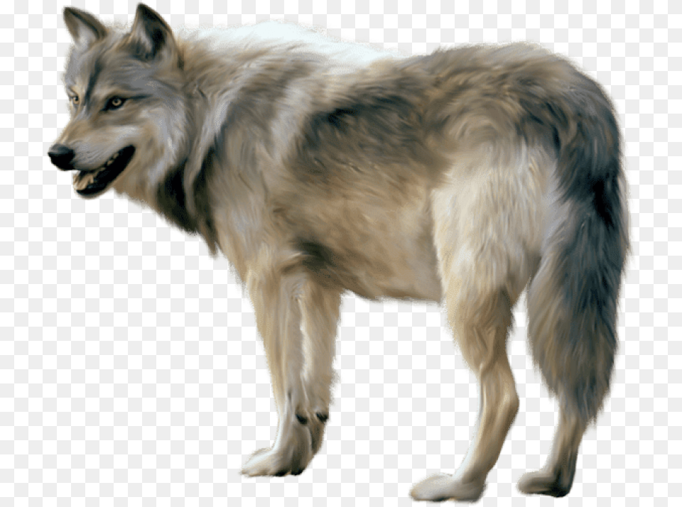 Wolf Image Wolf Animal, Canine, Dog, Mammal Free Transparent Png