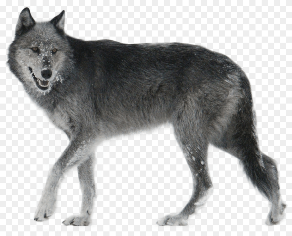 Wolf Images Wolf, Animal, Mammal, Canine, Dog Png Image