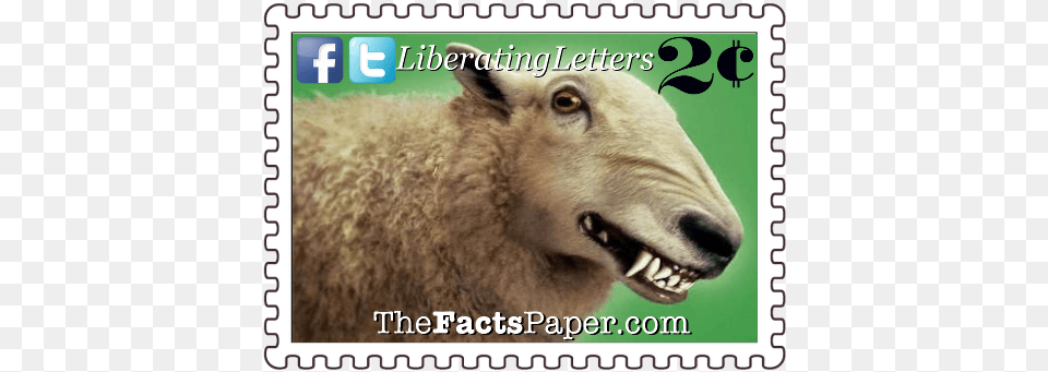 Wolf In Sheep39s Clothing, Animal, Mammal, Rat, Rodent Png