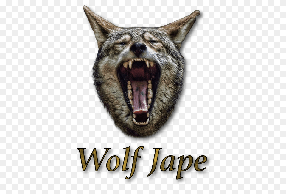 Wolf Jape Fang, Animal, Mammal, Coyote, Canine Png