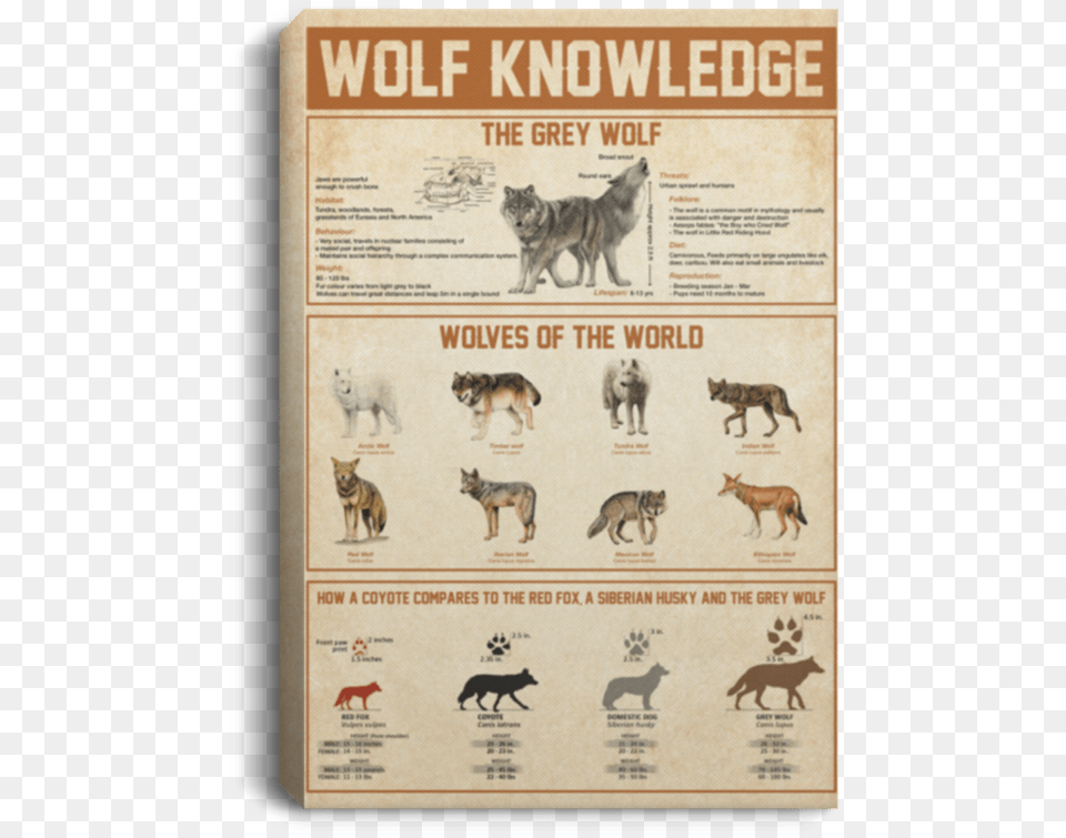 Wolf Knowledge Poster, Text, Animal, Canine, Dog Png Image