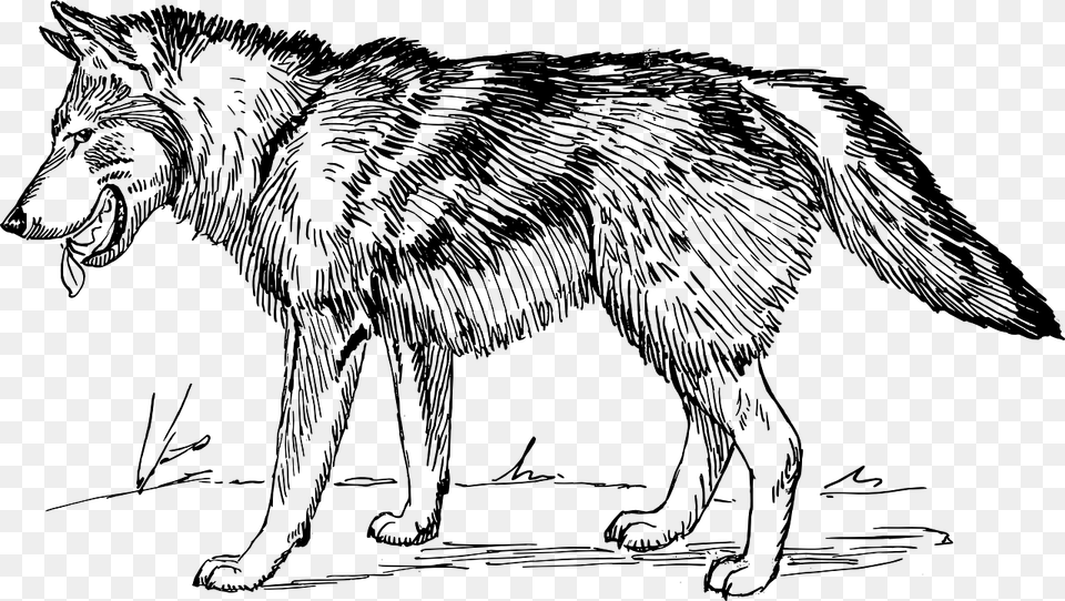 Wolf Line Drawing Image Wolf Black And White, Gray Free Transparent Png