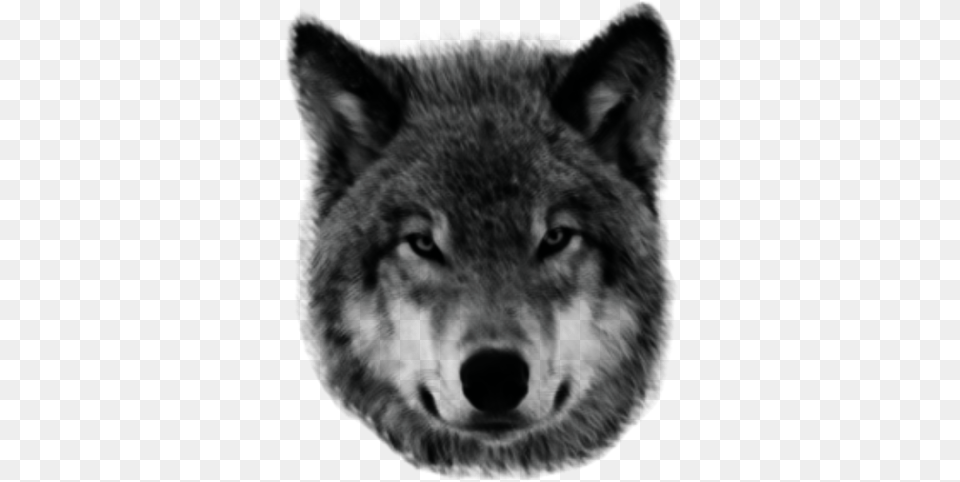 Wolf Lobo, Home Decor, Cushion Free Png