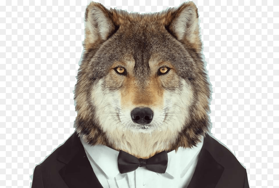 Wolf Lobo Traje Smoking Corbata Animal Freetoedit Imagenes Lobo Con Traje, Mammal, Canine, Dog, Pet Free Png