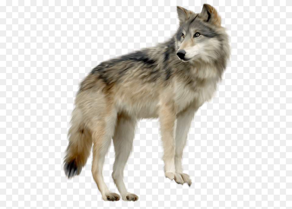 Wolf Looking Sideview, Animal, Mammal, Canine, Dog Free Png