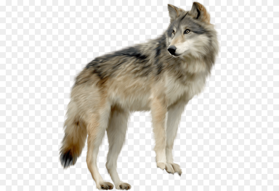 Wolf Looking Sideview Wolf, Animal, Mammal, Canine, Dog Png Image