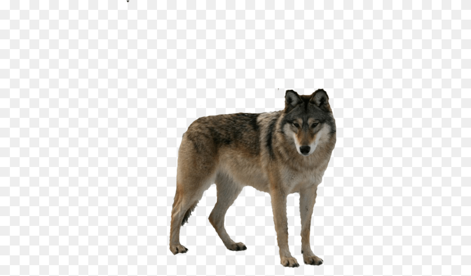 Wolf My Best Friend And Alpha Mate, Animal, Canine, Dog, Mammal Free Png