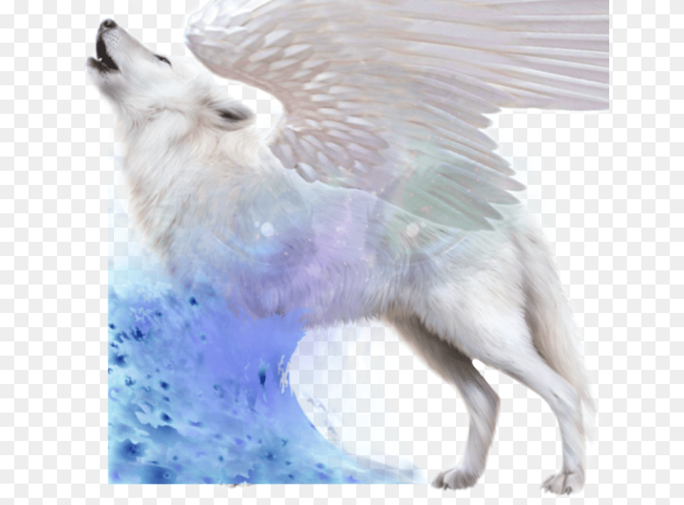 Wolf Mystery Galaxy Angel White Eyes White Fox No Background, Animal, Canine, Dog, Mammal Free Png