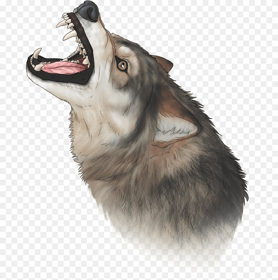 Wolf Nose Cat Yawns, Animal, Mammal, Bird, Canine Free Png Download