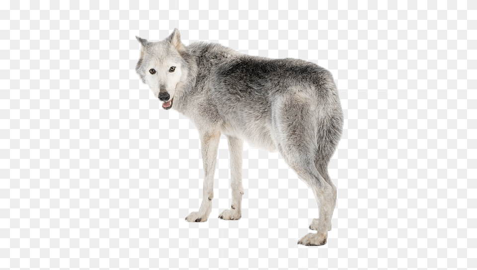 Wolf Picture Gray Wolf White Background, Animal, White Dog, Pet, Mammal Free Png Download