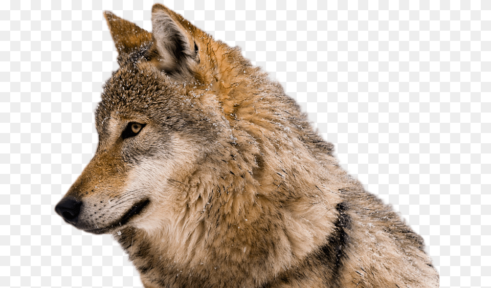 Wolf Picture No Background, Animal, Canine, Mammal, Red Wolf Png Image