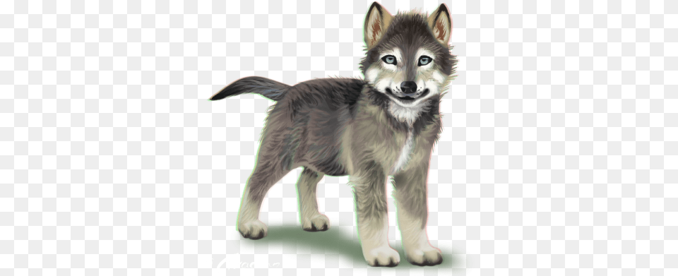 Wolf Pup Transparent Background Wolf Cub No Background, Animal, Canine, Dog, Husky Png Image
