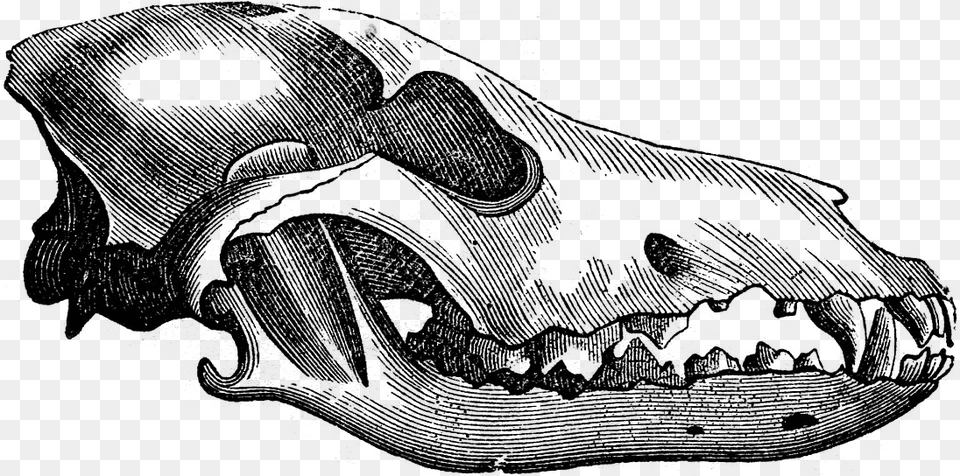 Wolf Skull, Gray Png Image