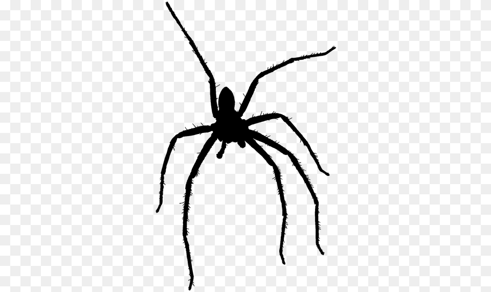 Wolf Spider, Gray Free Png Download