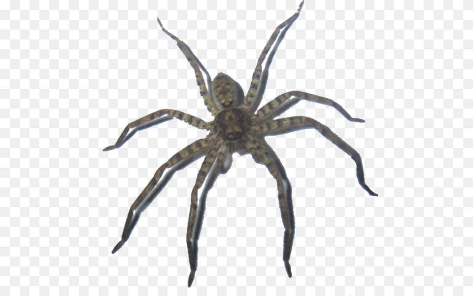 Wolf Spider, Animal, Invertebrate Png