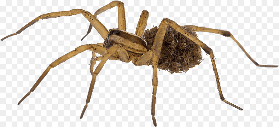Wolf Spider Babies White Background 2 Venomous Spiders In Trinidad, Animal, Invertebrate, Garden Spider, Insect Png Image