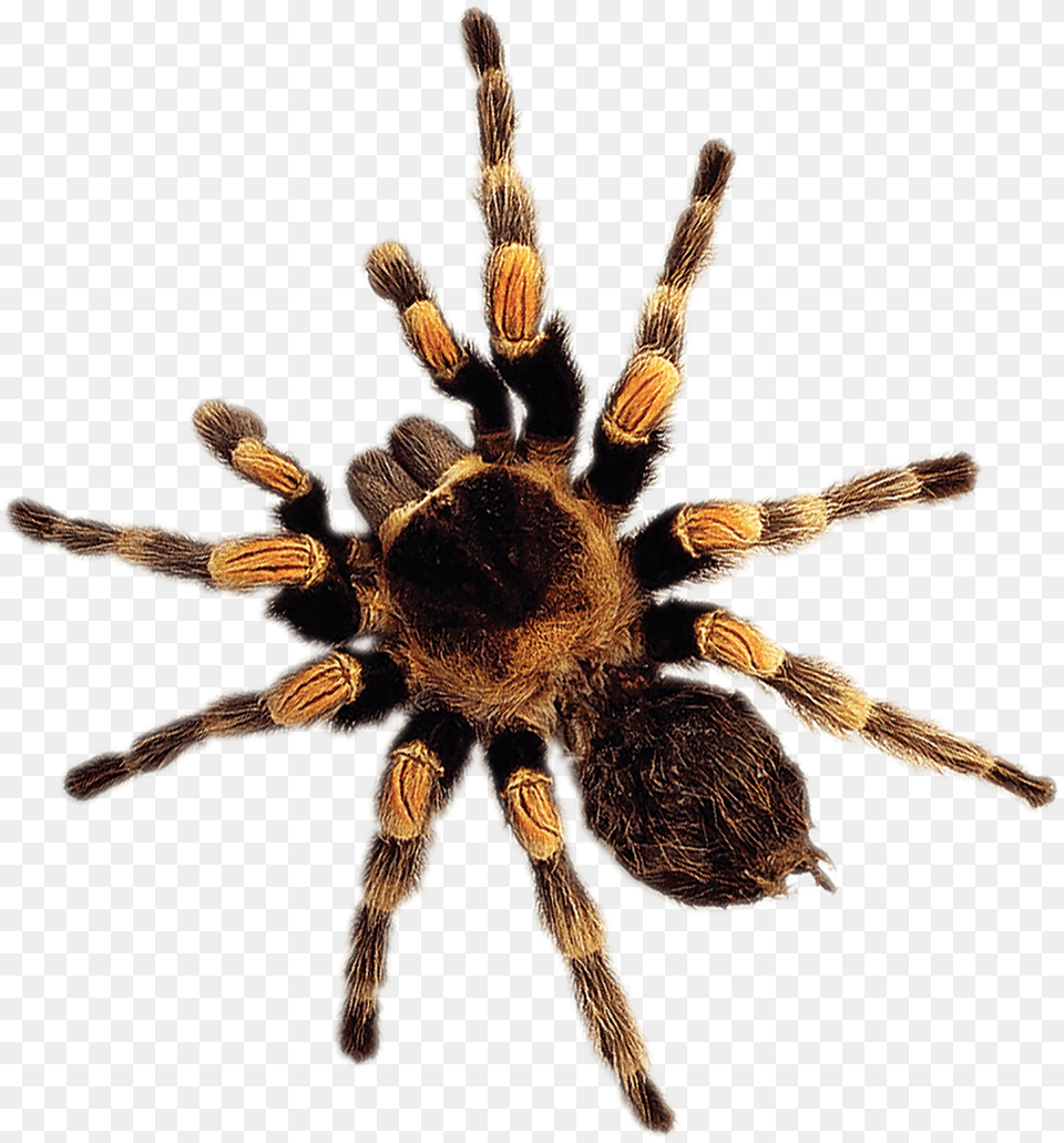 Wolf Spider Download Wolf Spider, Animal, Invertebrate, Insect, Tarantula Free Png
