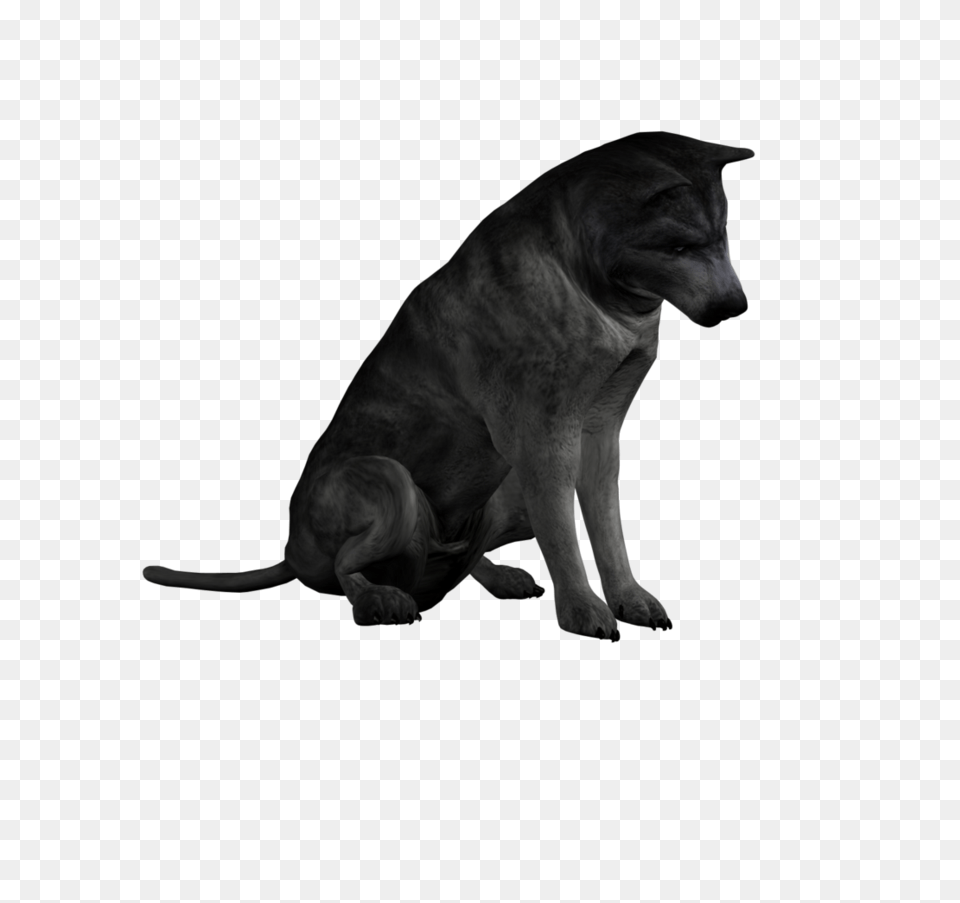 Wolf Stock, Animal, Canine, Dog, Mammal Free Transparent Png