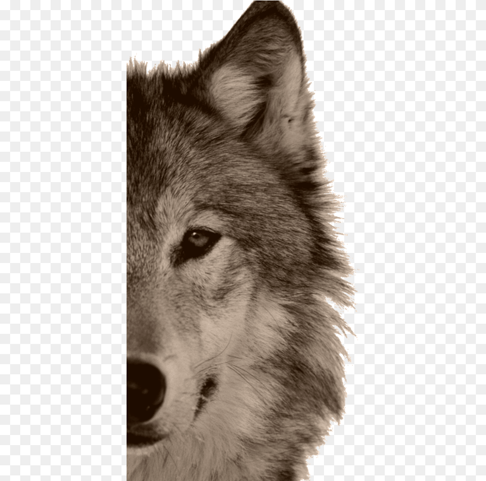 Wolf Therian Outfits, Animal, Mammal, Canine, Dog Free Png Download