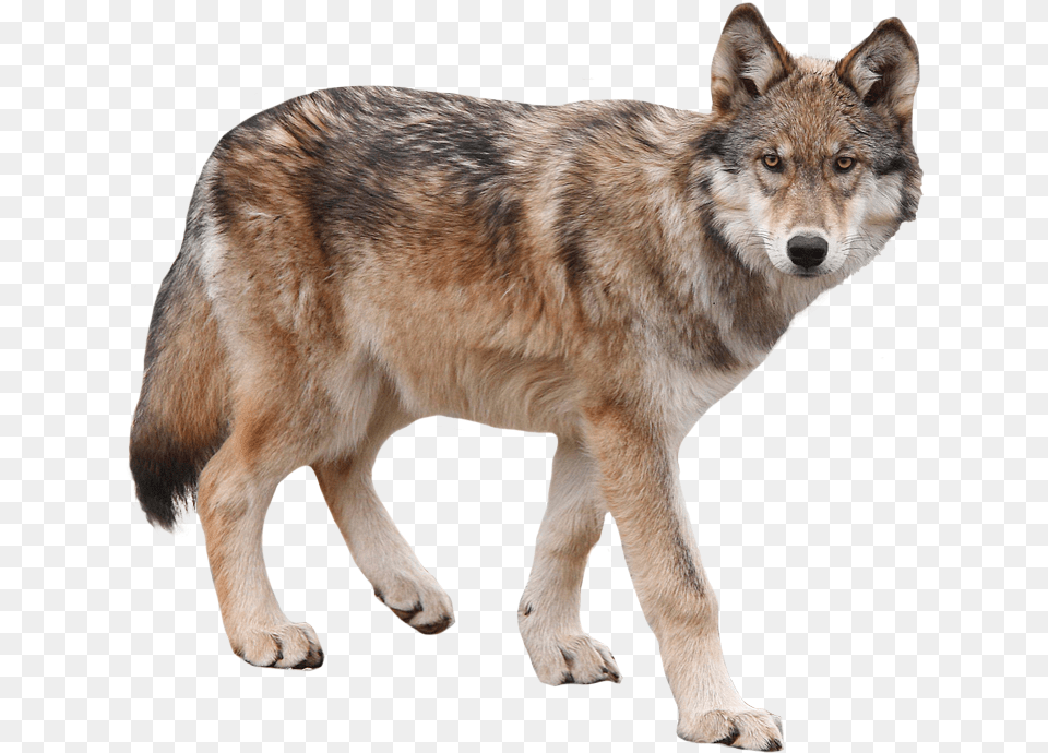 Wolf Transparent, Animal, Mammal, Canine, Dog Png Image