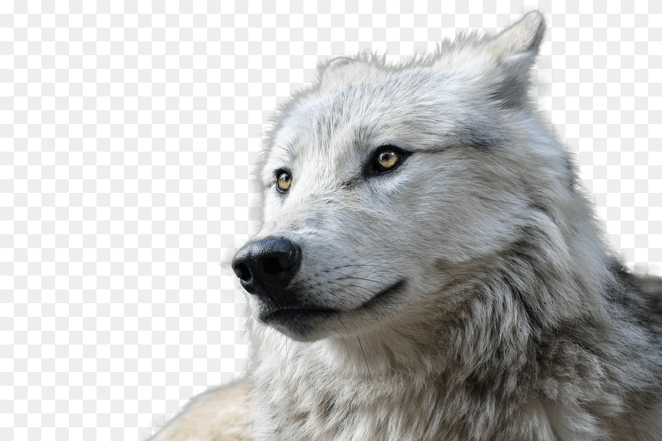 Wolf Transparent Animal Farkas, Canine, Dog, Mammal, Pet Free Png