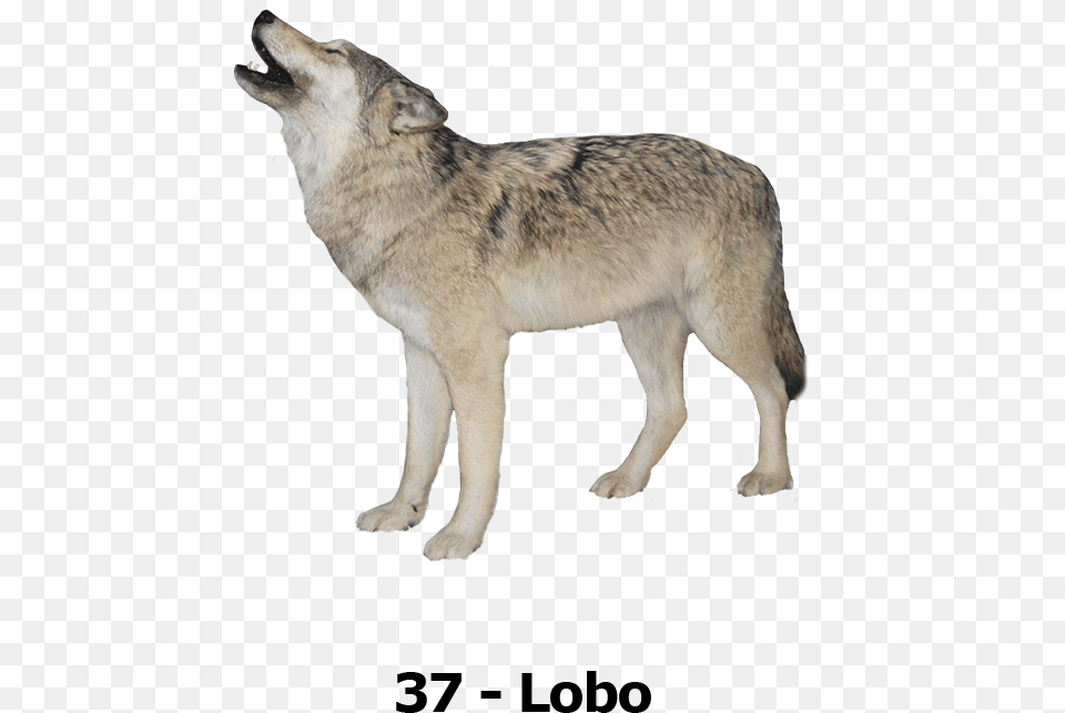 Wolf Transparent Background, Animal, Mammal, Canine, Coyote Free Png