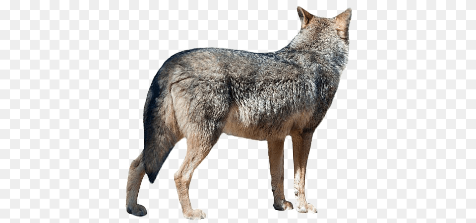 Wolf Transparent Image, Animal, Coyote, Mammal, Canine Free Png