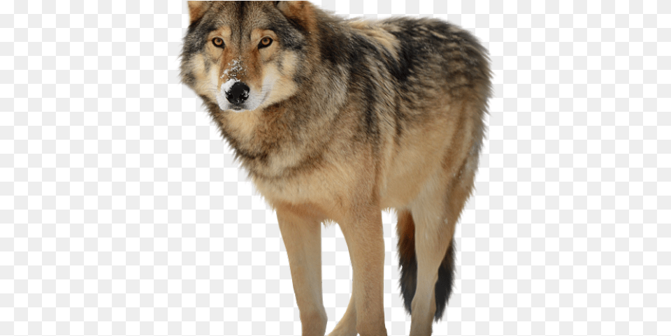 Wolf Transparent Images Gray Wolf Transparent, Animal, Canine, Mammal, Red Wolf Png Image