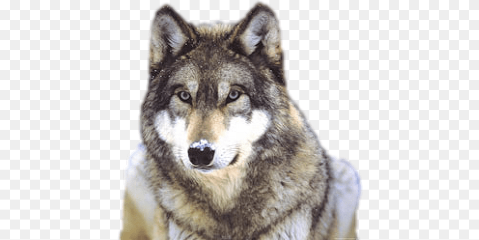 Wolf Transparent Images Grey Wolf, Animal, Canine, Mammal, Red Wolf Png Image