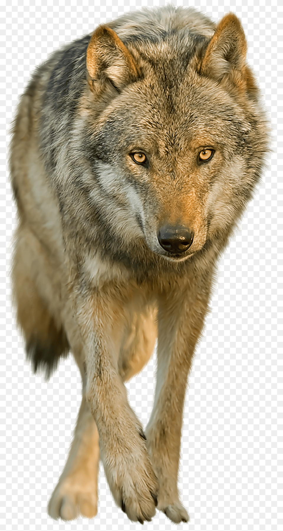 Wolf Transparent Images Transparent Background Coyote Transparent, Animal, Bear, Mammal, Wildlife Free Png Download