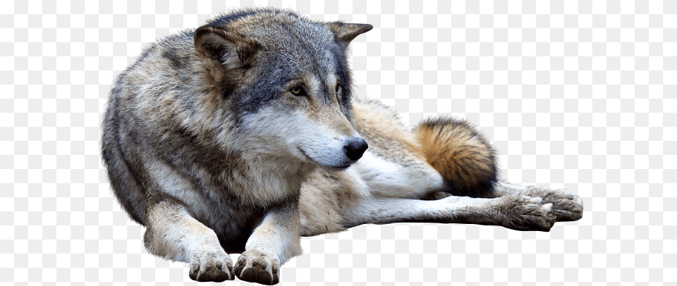 Wolf Transparent Images Transparent Backgrounds Dog Yawns, Animal, Mammal, Canine, Pet Png