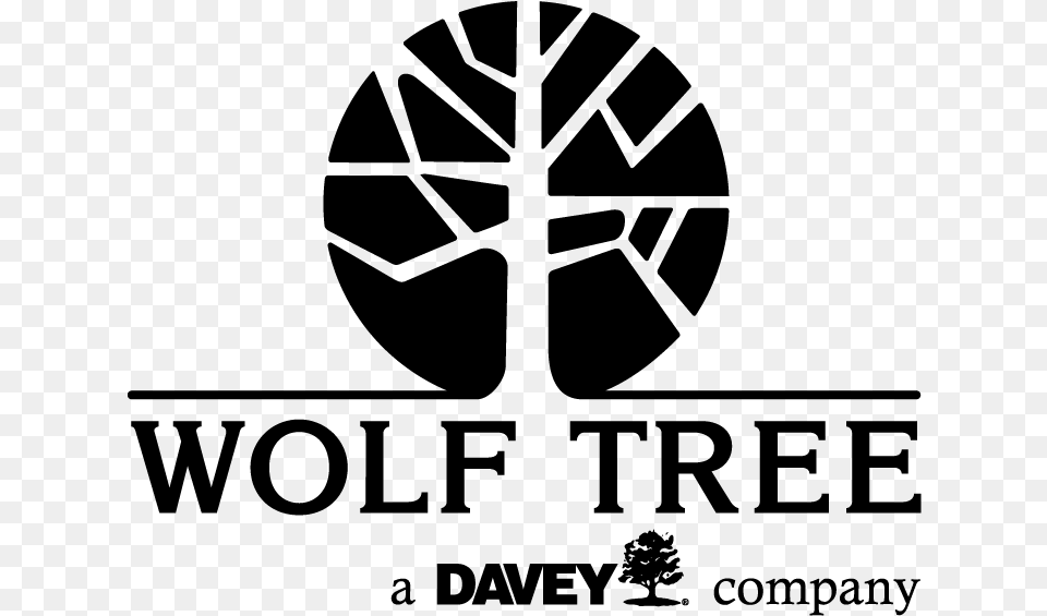 Wolf Tree Inc Wolfe Tree, Gray Free Png Download