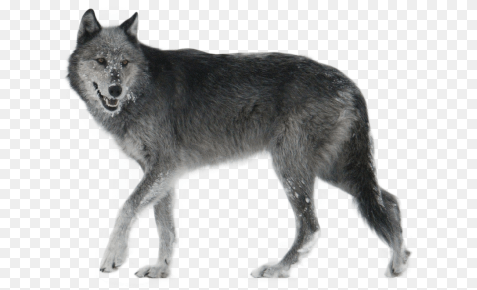 Wolf Walking Side Ways, Animal, Mammal, Canine, Dog Free Transparent Png