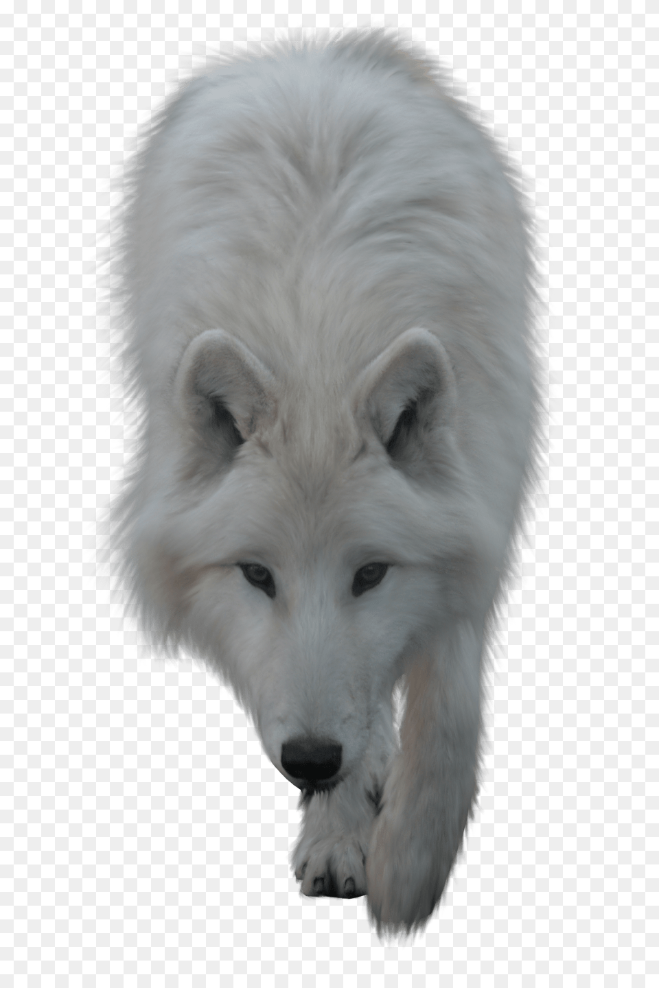 Wolf White, Animal, Canine, Dog, Mammal Png Image