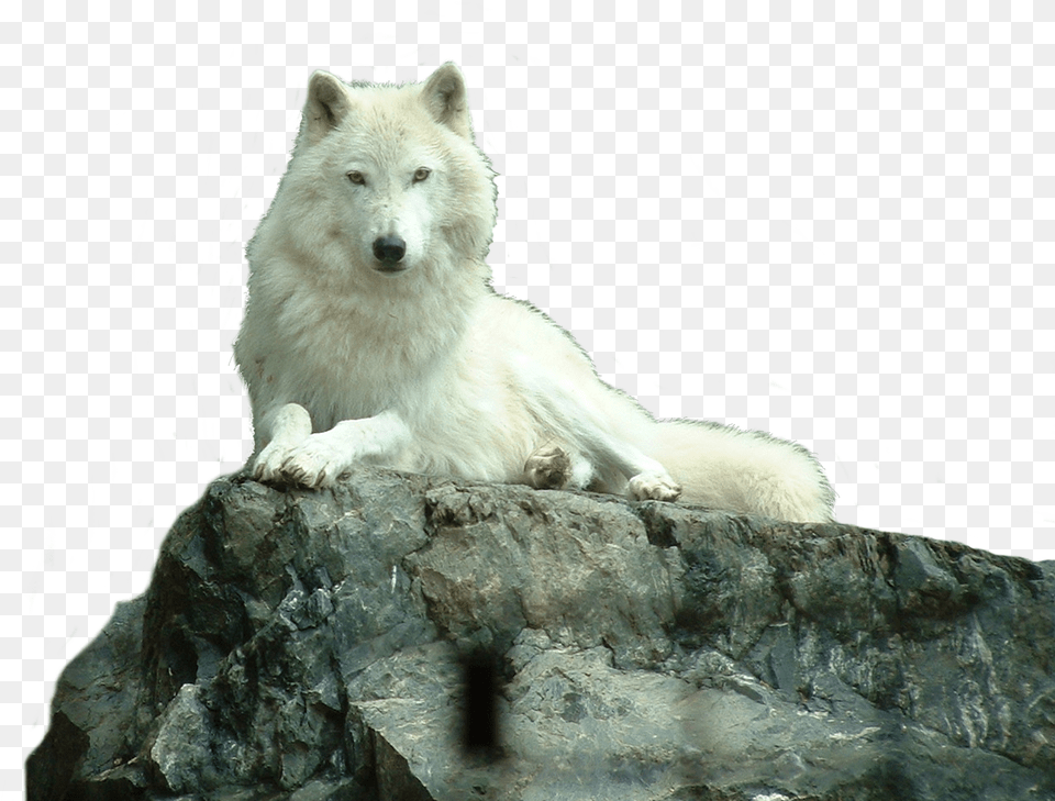 Wolf White, Animal, Bear, Canine, Dog Free Png
