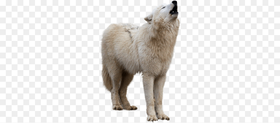 Wolf White Wolf Howling, Animal, Canine, Dog, Mammal Free Transparent Png