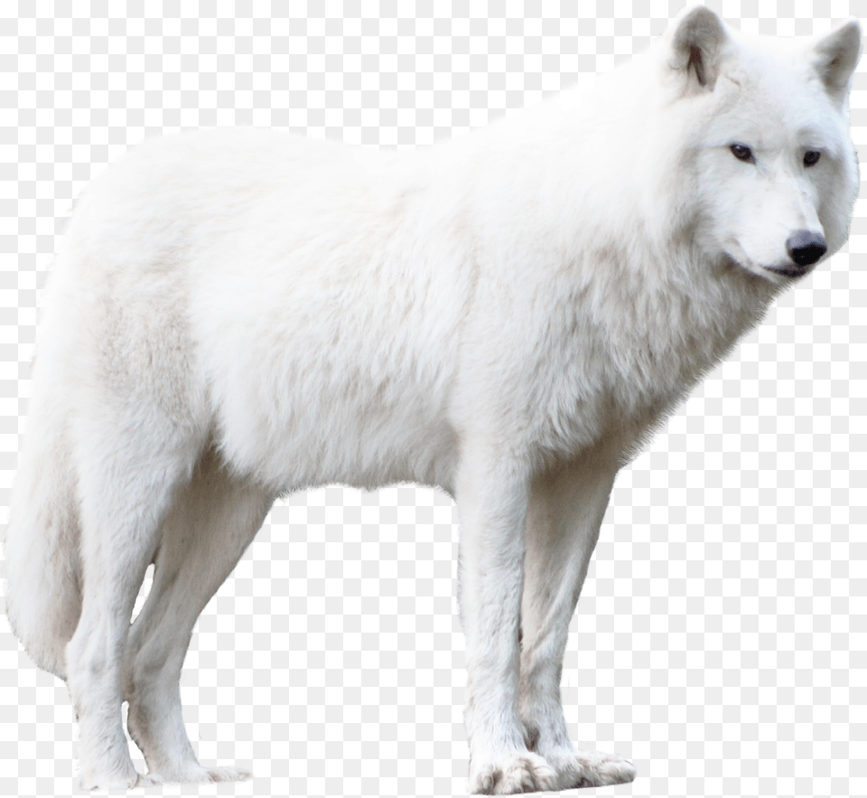 Wolf White Wolf Wolf, Animal, Canine, Dog, Mammal Png Image