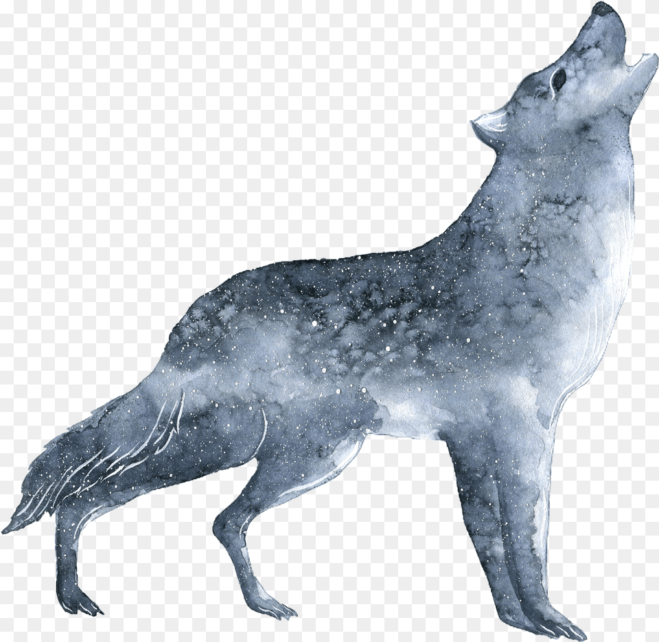 Wolf With No Background, Animal, Coyote, Mammal, Cat Free Transparent Png