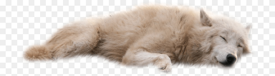 Wolf Wolf Transparent Background, Animal, Canine, Dog, Mammal Png Image