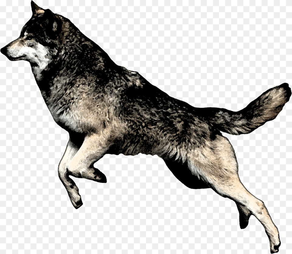 Wolfjumping Jumping Wolf, Animal, Mammal, Canine, Red Wolf Png Image
