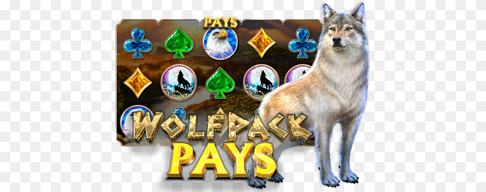 Wolfpack Pays Game, Animal, Canine, Dog, Mammal Free Png Download