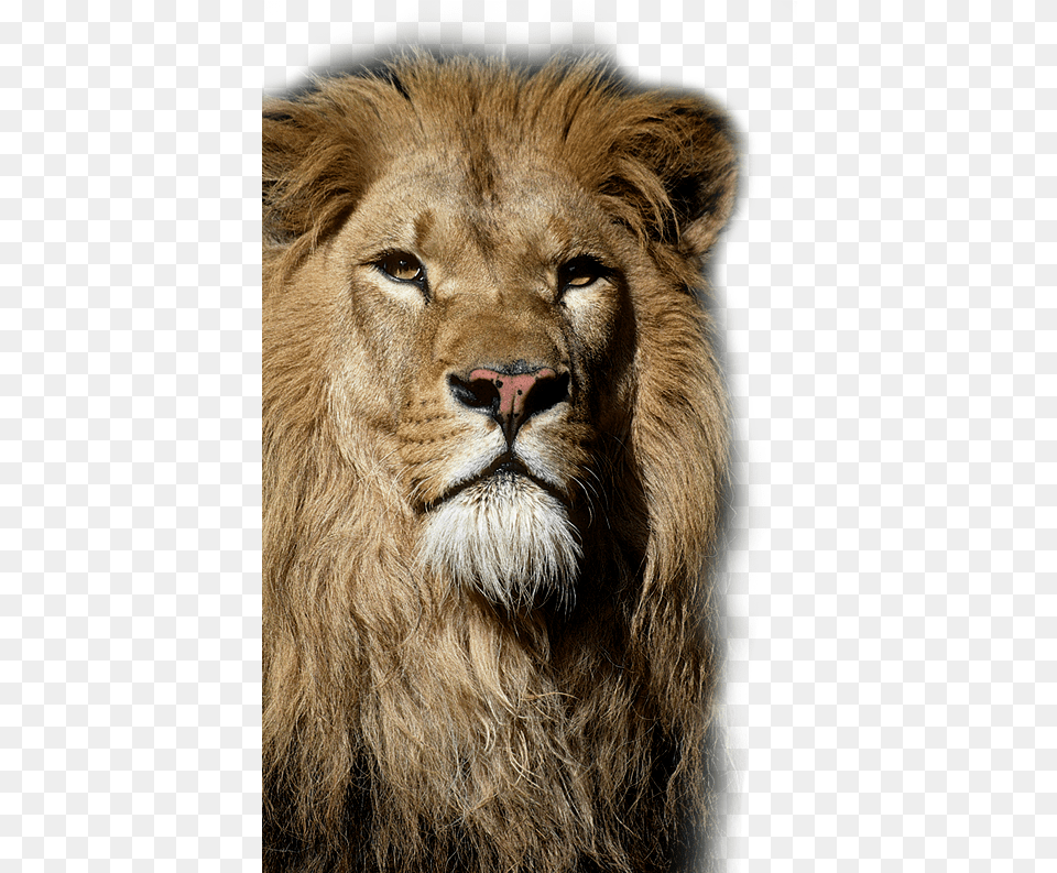 Wolters Braunschweig Lwe, Animal, Lion, Mammal, Wildlife Png