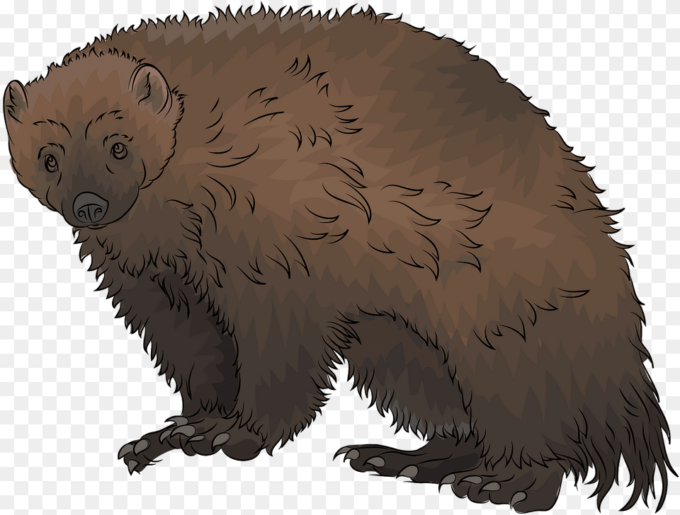Wolverine Animal Clipart, Bear, Mammal, Wildlife Png