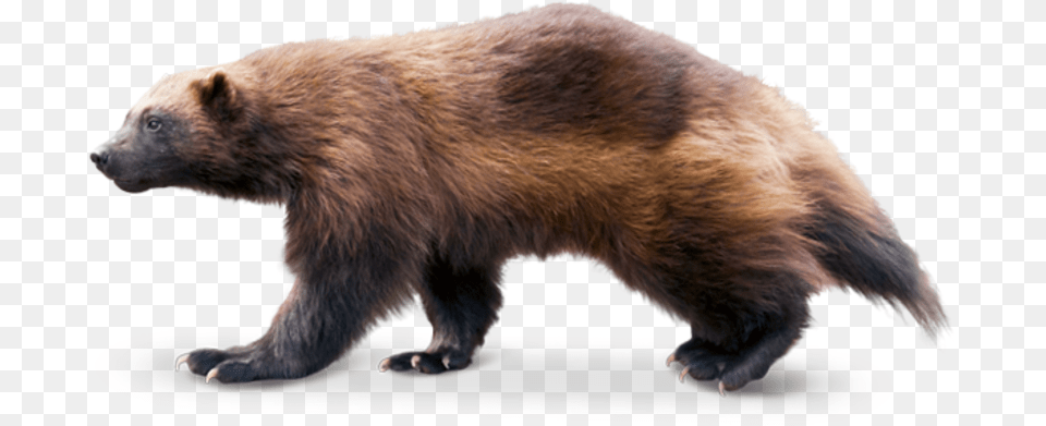 Wolverine Animal Transparent Wolverine Animal No Background, Bear, Mammal, Wildlife, Brown Bear Free Png Download