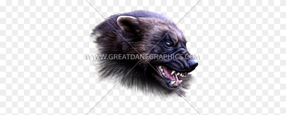 Wolverine Wolverine Animal Artwork, Bird, Mammal, Wildlife Png